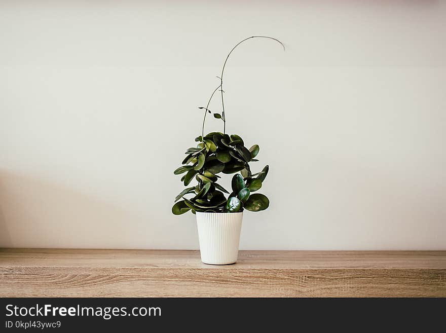 Green Plant With White Ceramic Pot