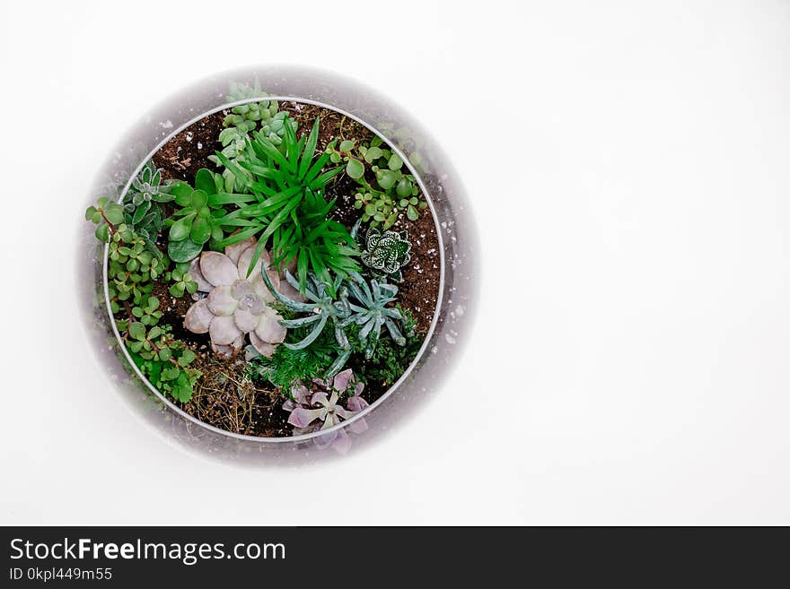 Green Succulent Plant in Terrarium