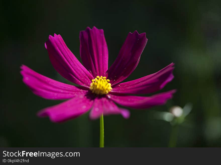 Macro Photography Of Purple Petaled Flower