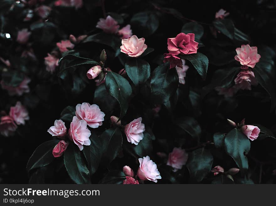 Pink Flowers Photograph