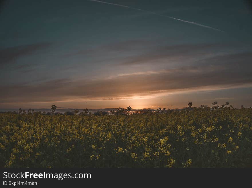 Bed Of Yellow Flower