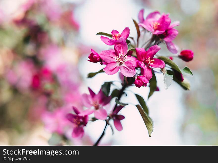 Selective Focus Photography of Pink Petal Flower