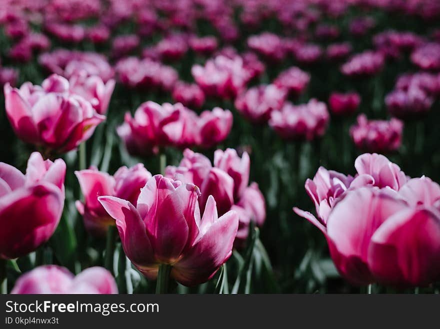 Purple Flower Field