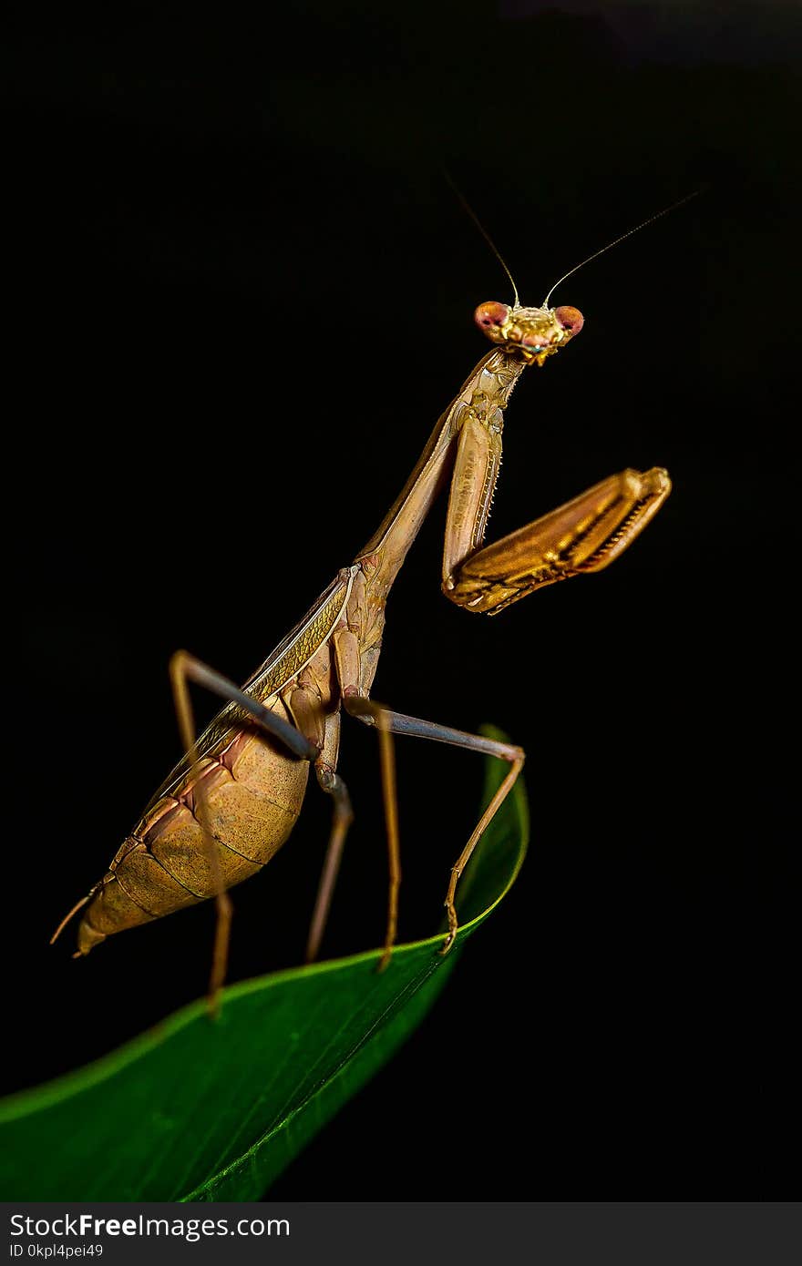 Brown Praying Mantis In Close-up Photography