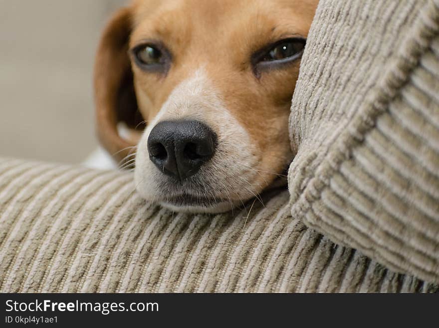 Close-up Photo of Beagle Resting Head on Armrest