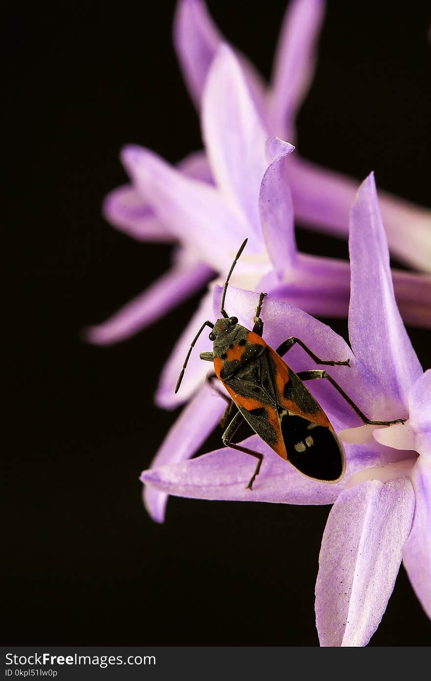 Milkweed Bug Perching on Pink Flower in Close-up Photography