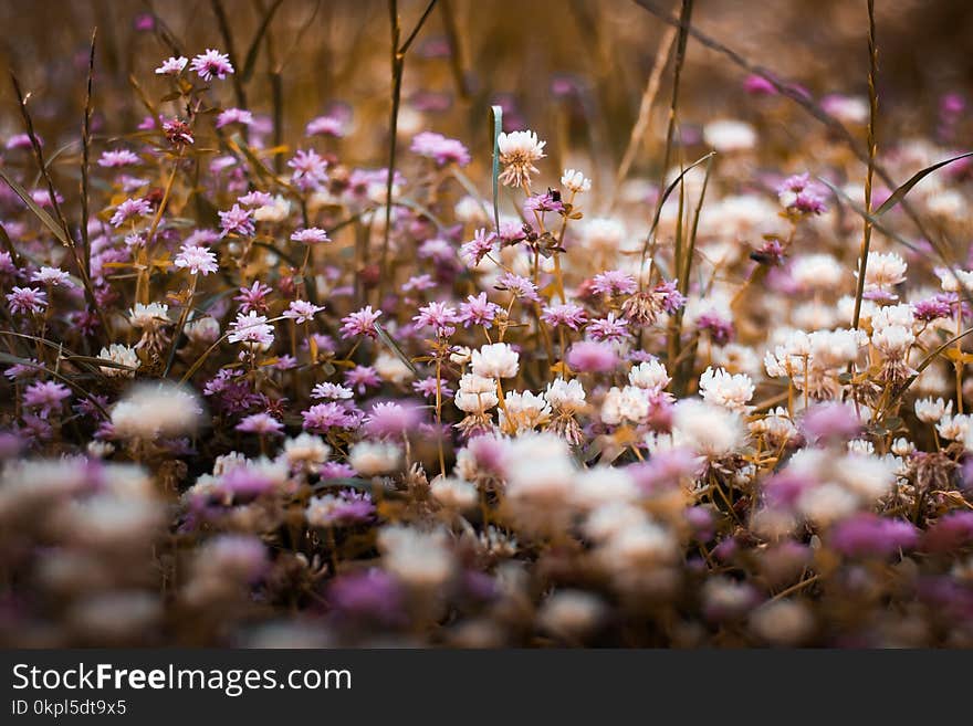 Selective Focus Photography of Purple and White Bed of Flowers