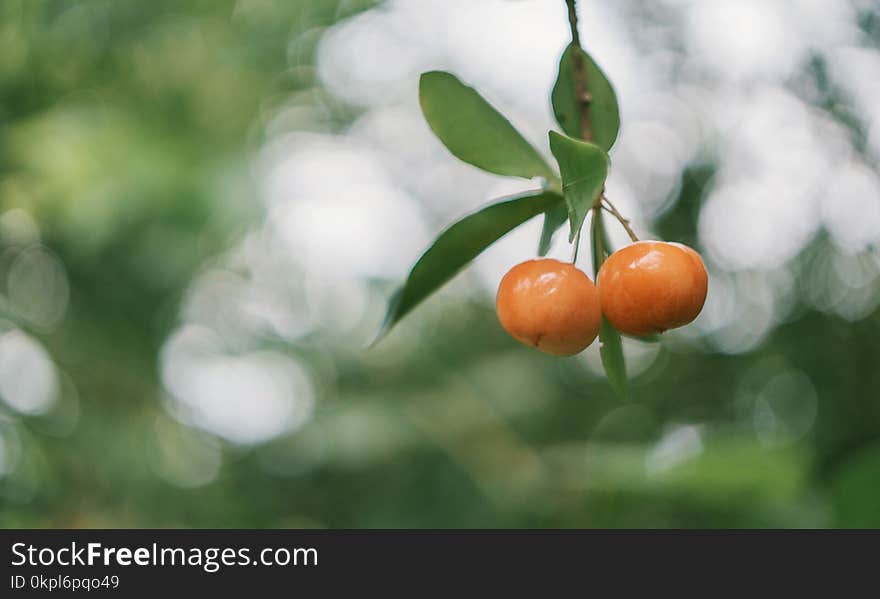 Shallow Focus Photo of Round Orange Fruits