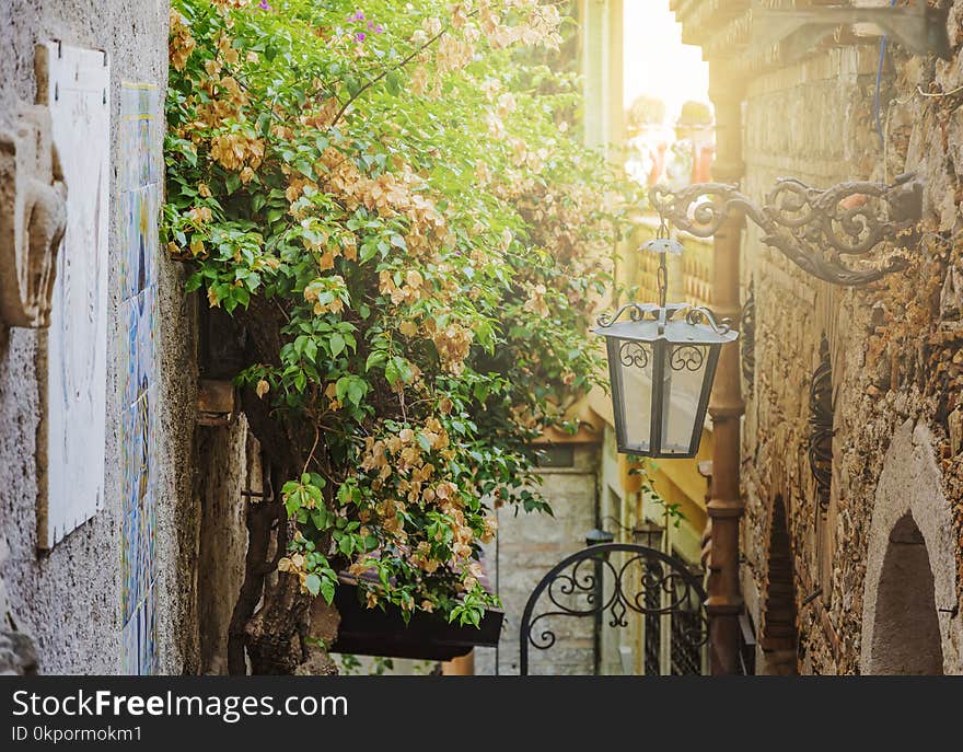 Green Creeper Plant On An Old Wall In Taormina, Italy