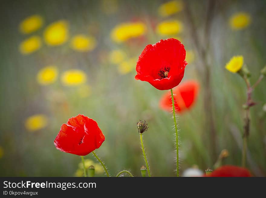 Poppy flowers on the spring field