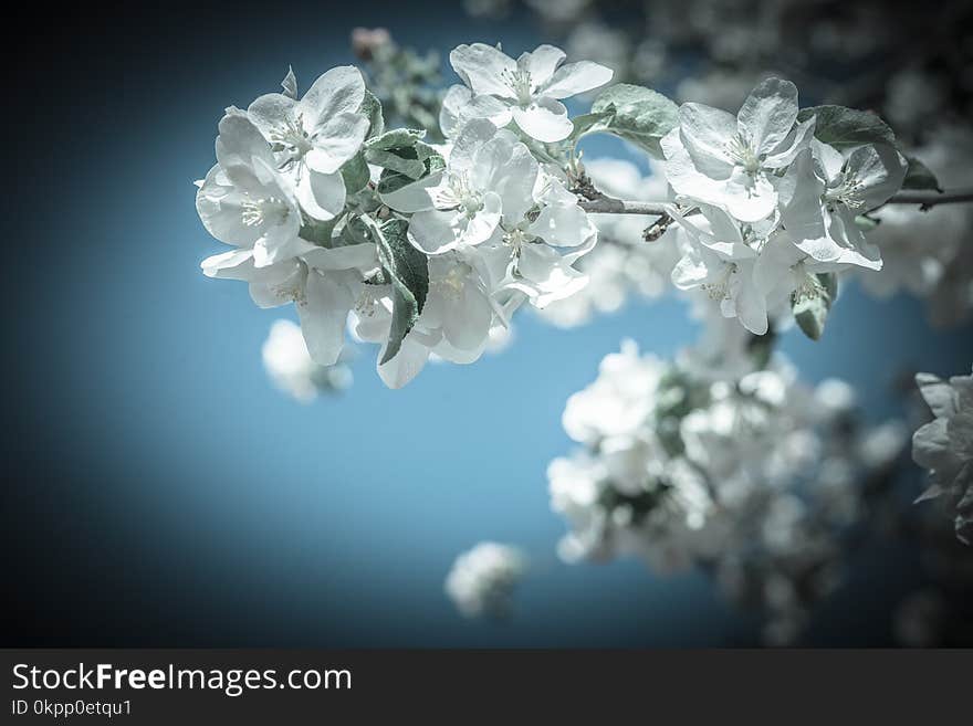 Big branch of blossoming apple tree on sky background.