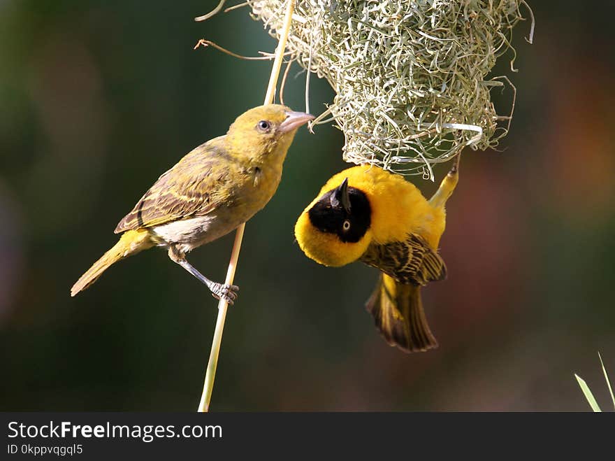 Zambia: Weaver couple building the nest togheter