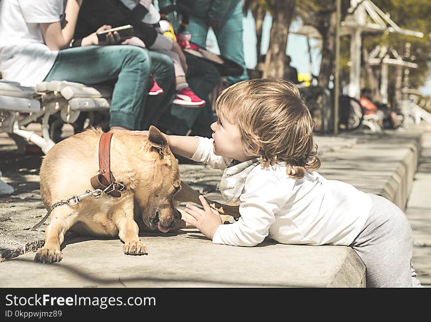 Little girl petting a dog in the street