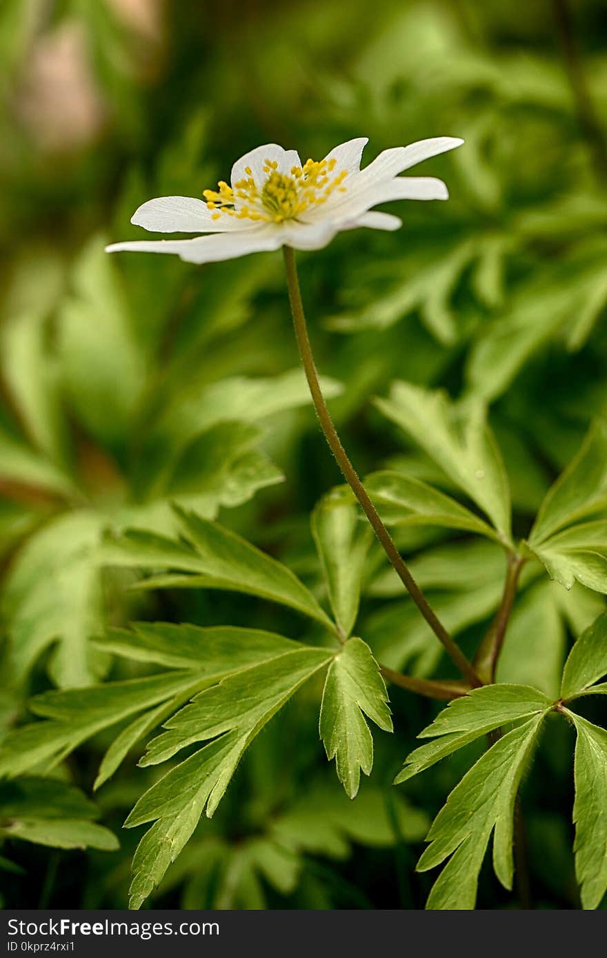 Flower, Plant, Flora, Flowering Plant