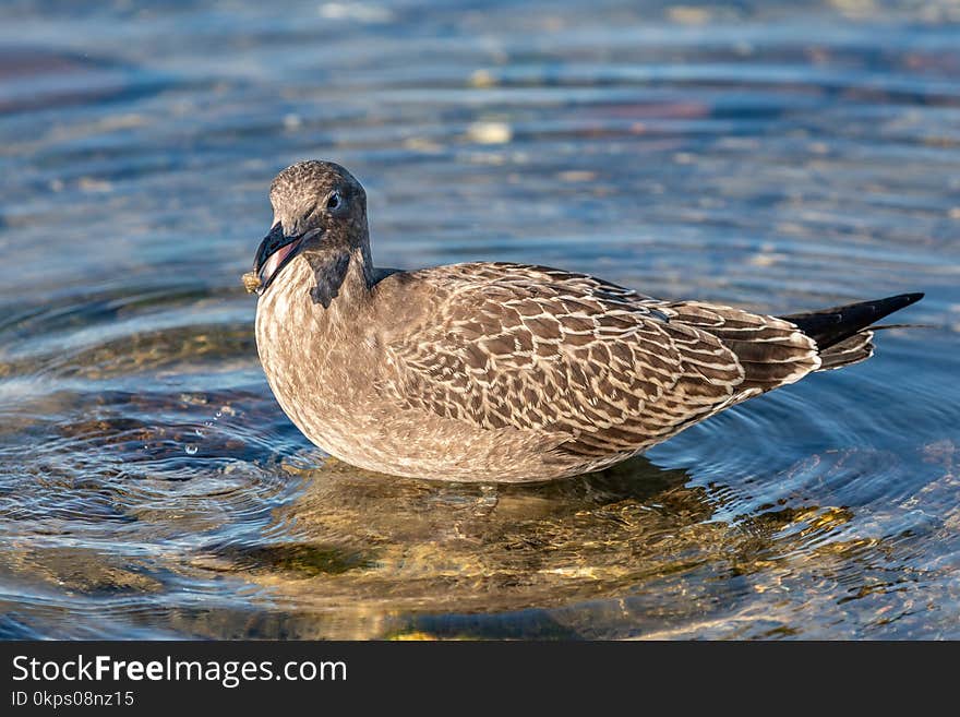 Bird, Fauna, Duck, Beak