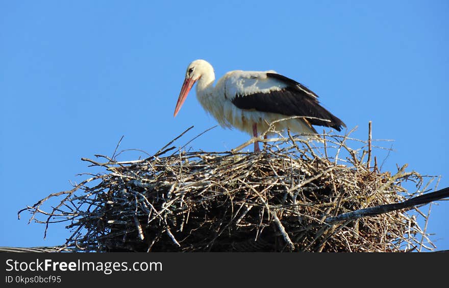 Bird, White Stork, Stork, Ciconiiformes