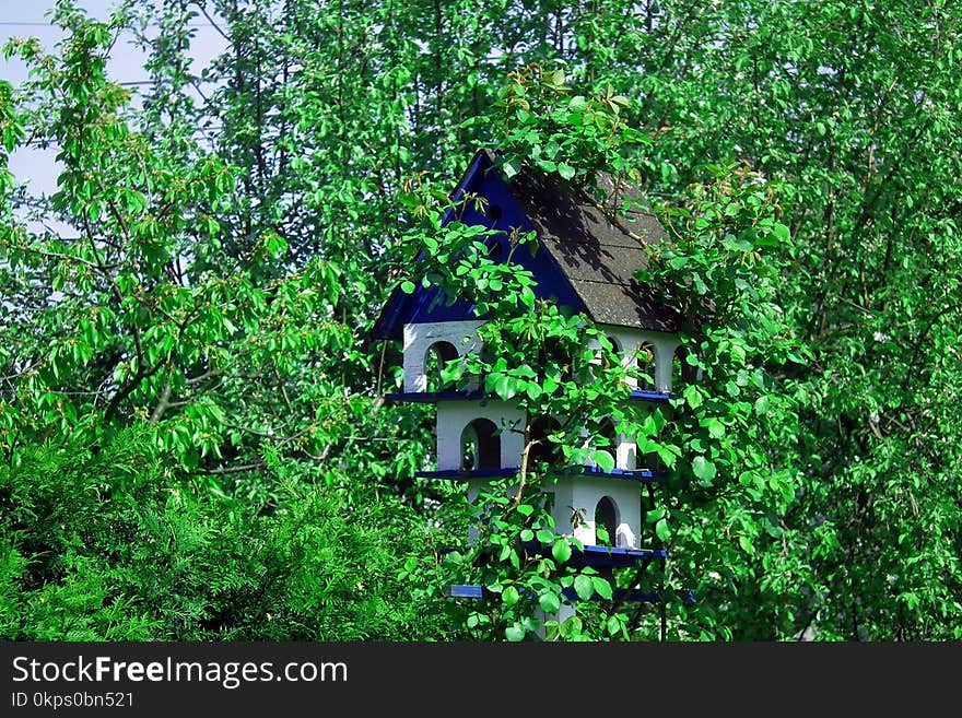 Green, Nature, Vegetation, Nature Reserve