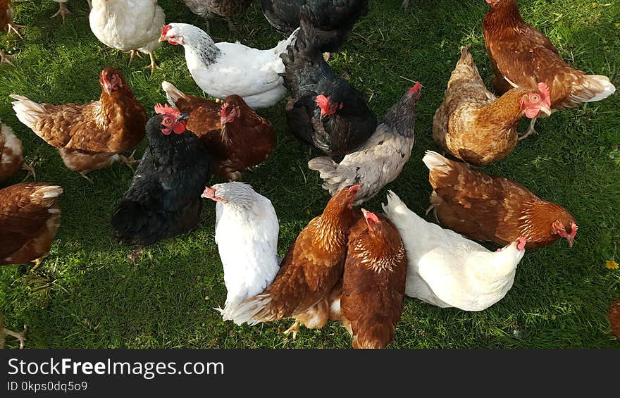 Chicken, Galliformes, Fauna, Rooster