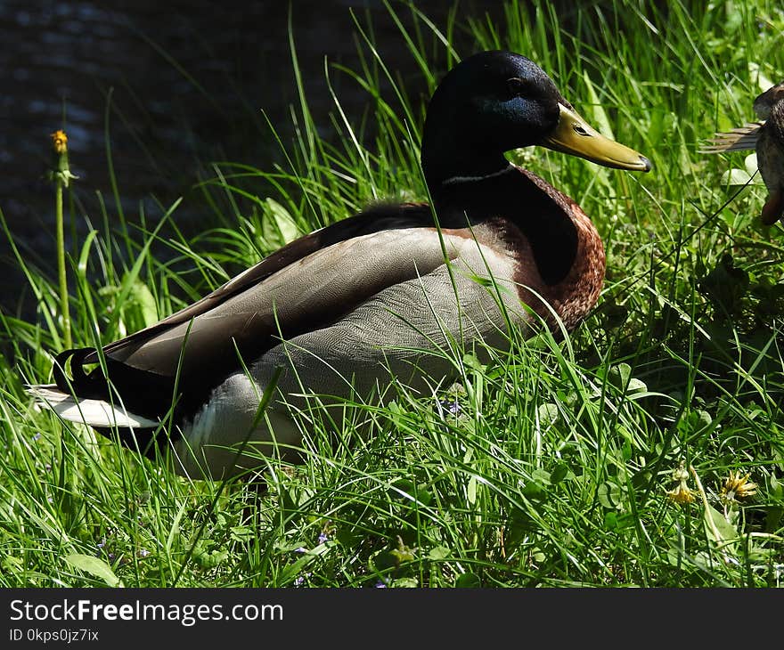 Bird, Duck, Fauna, Water Bird