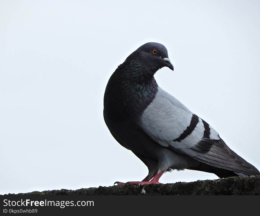 Bird, Beak, Fauna, Pigeons And Doves