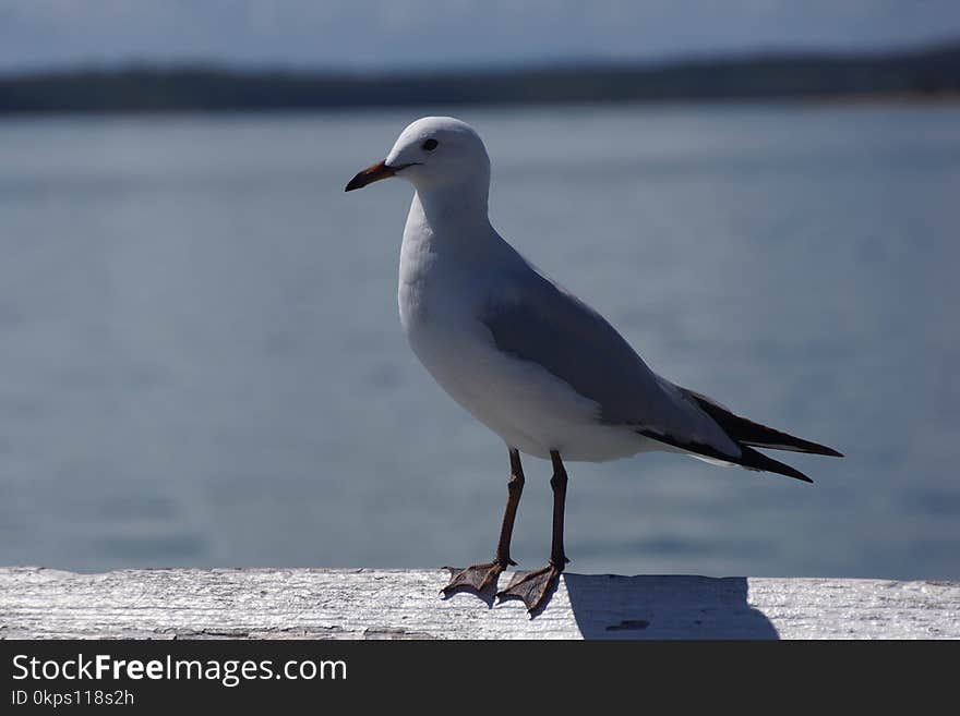 Bird, Seabird, Gull, Beak