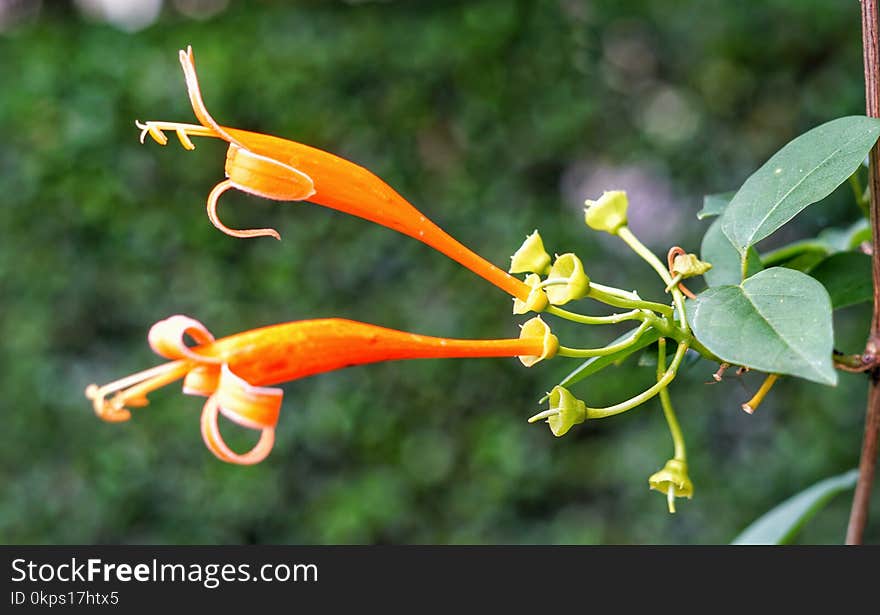 Plant, Flora, Flower, Honeysuckle