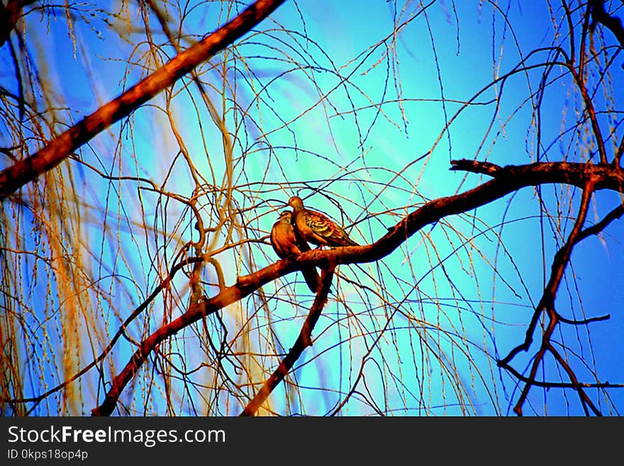 Branch, Blue, Sky, Tree