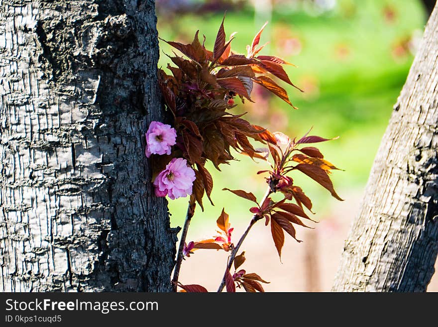 Plant, Leaf, Flora, Tree