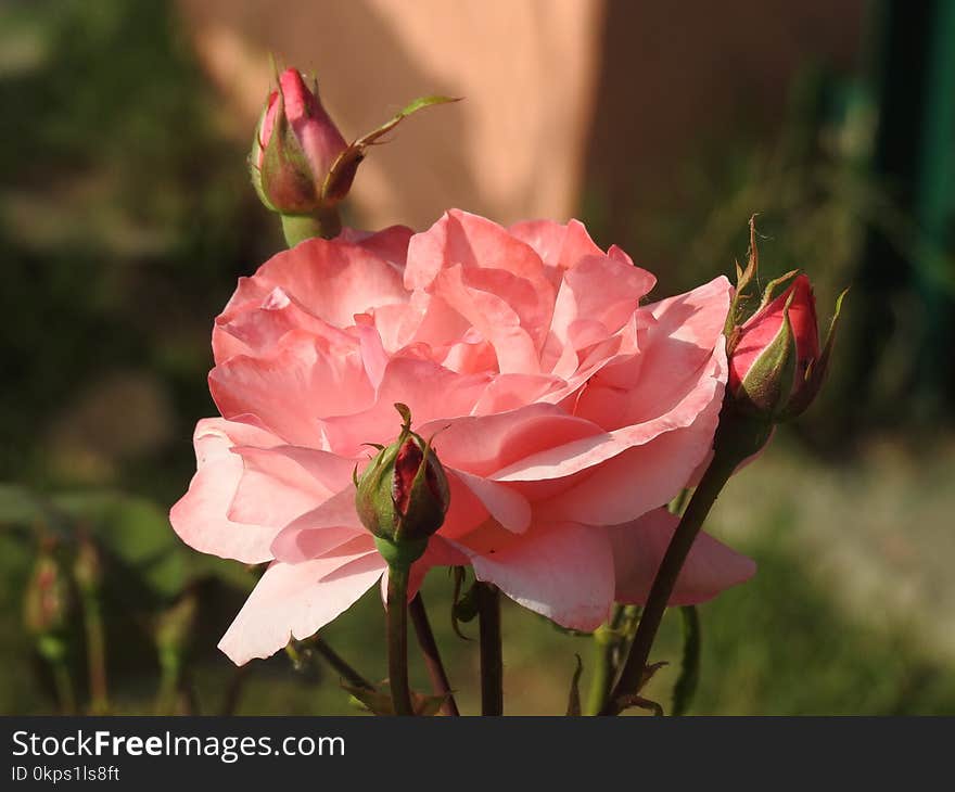 Flower, Rose Family, Pink, Rose