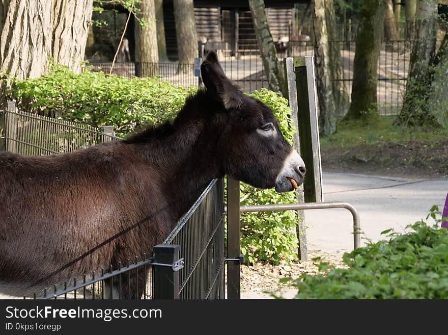 Horse Like Mammal, Fauna, Donkey, Horse