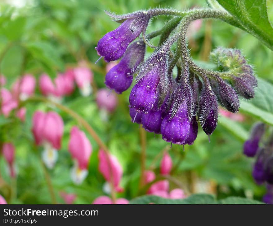 Plant, Flora, Purple, Flower