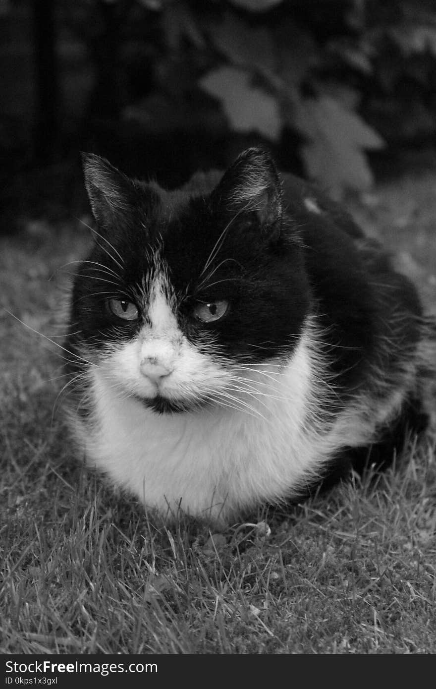 Cat, Whiskers, White, Black And White