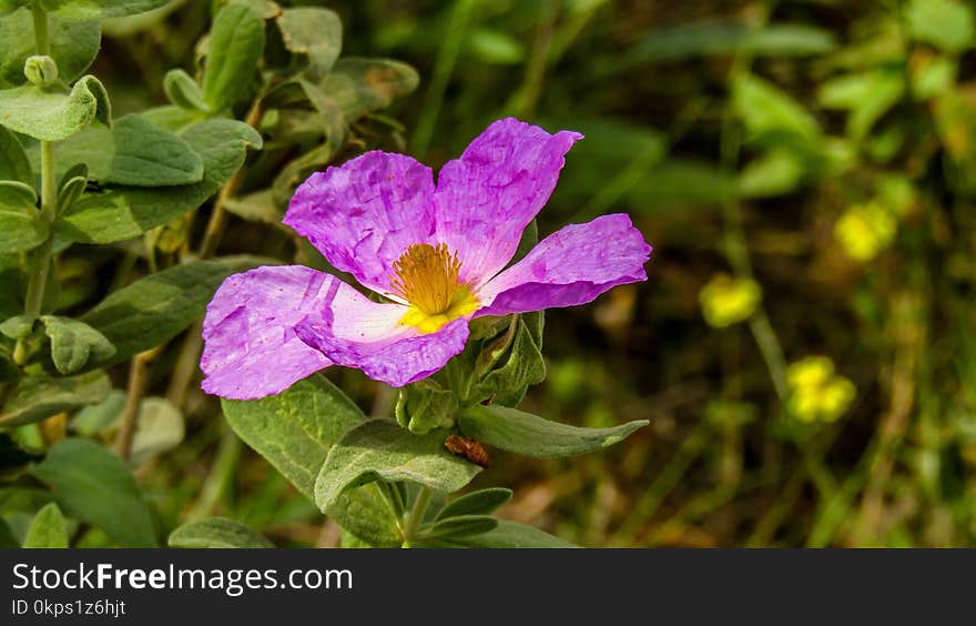 Flower, Flora, Plant, Violet Family