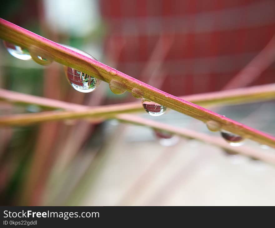 Water, Leaf, Macro Photography, Close Up