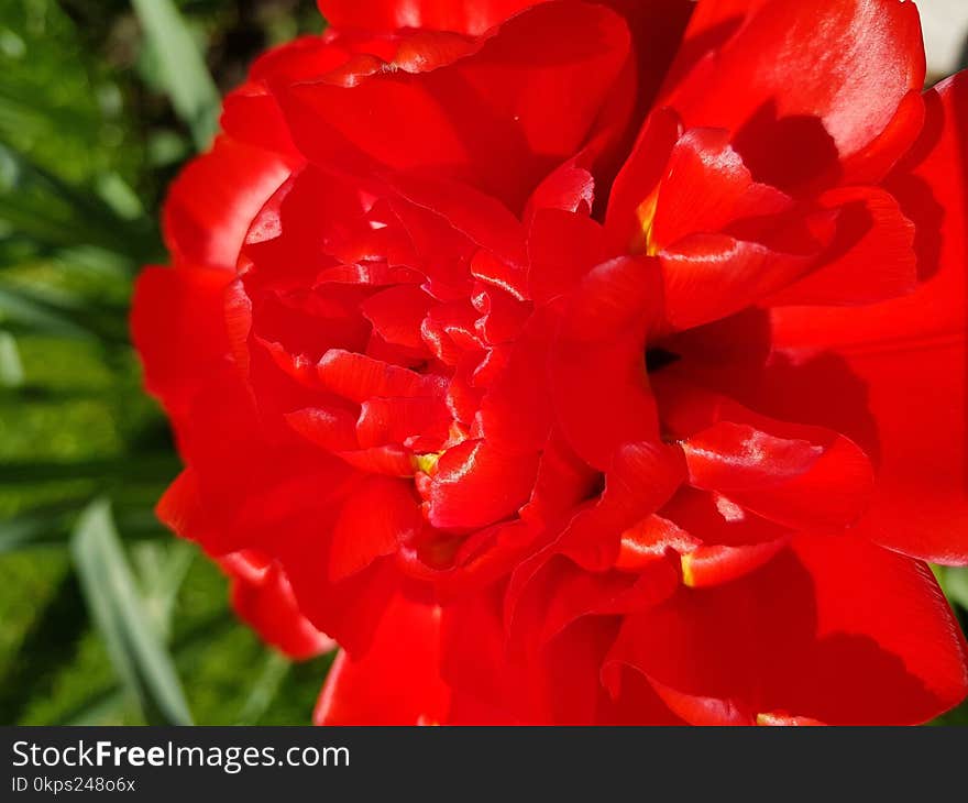 Flower, Flowering Plant, Floribunda, Petal