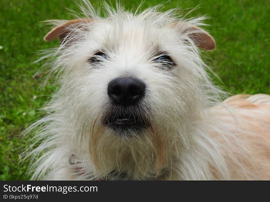 Dog, Dog Breed, Dog Like Mammal, Terrier