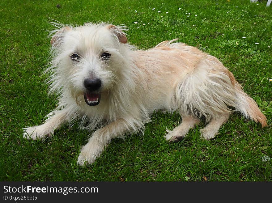 Dog, Dog Breed, Dog Like Mammal, Terrier