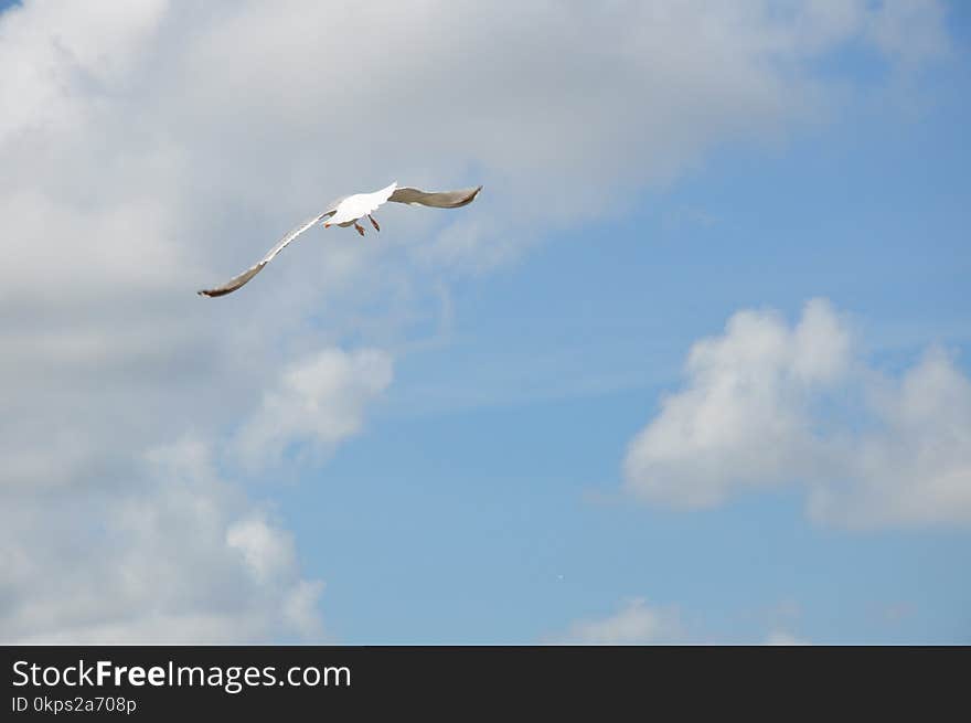 Sky, Bird, Beak, Daytime