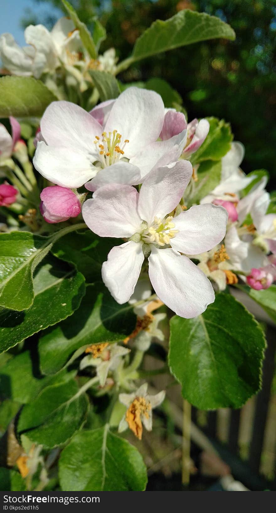 Blossom, Flora, Plant, Flower