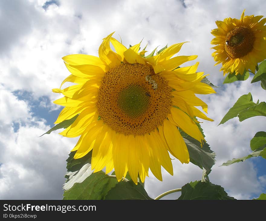 Flower, Sunflower, Yellow, Flowering Plant