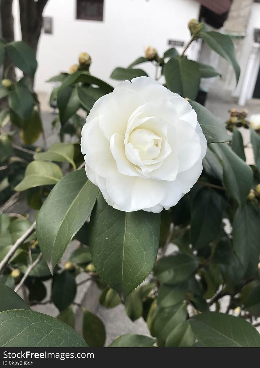 Plant, Flower, White, Flowering Plant