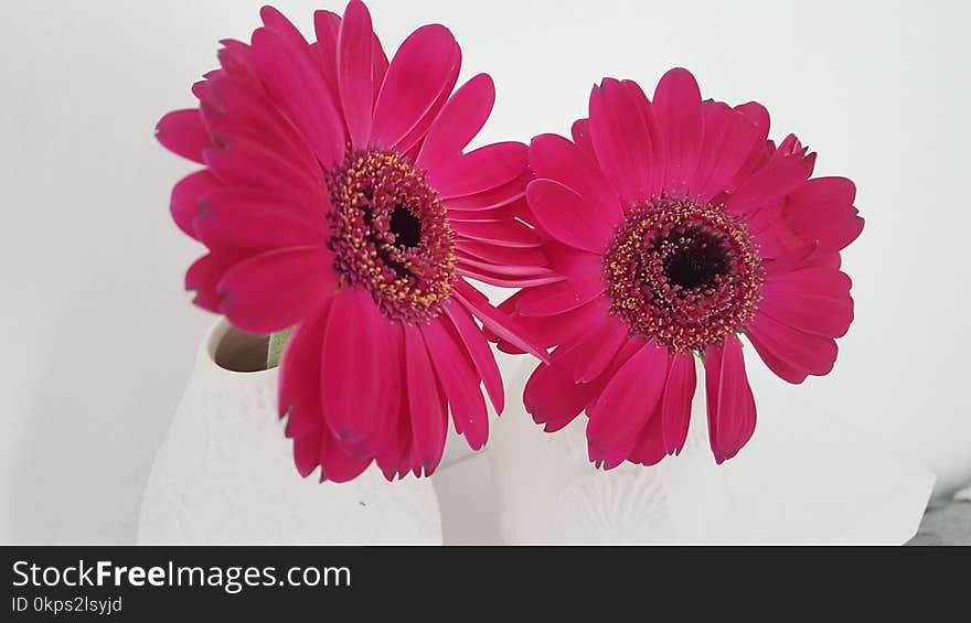 Flower, Flowering Plant, Pink, Gerbera