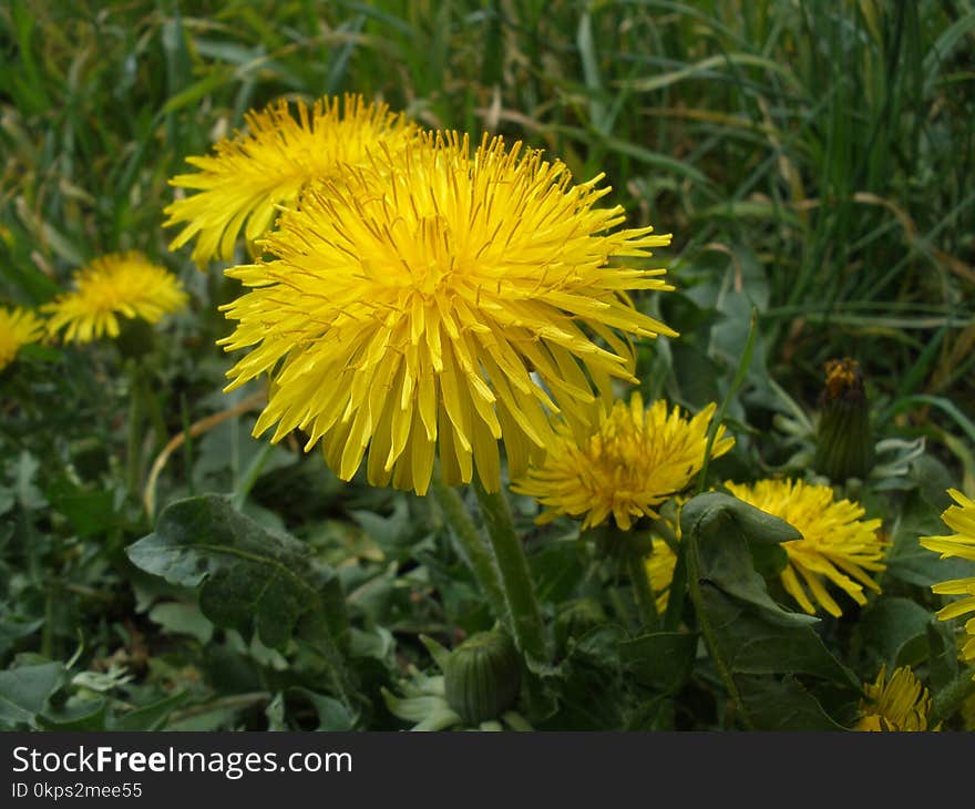 Flower, Dandelion, Sow Thistles, Yellow