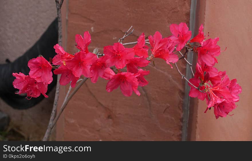 Flower, Plant, Pink, Flowering Plant