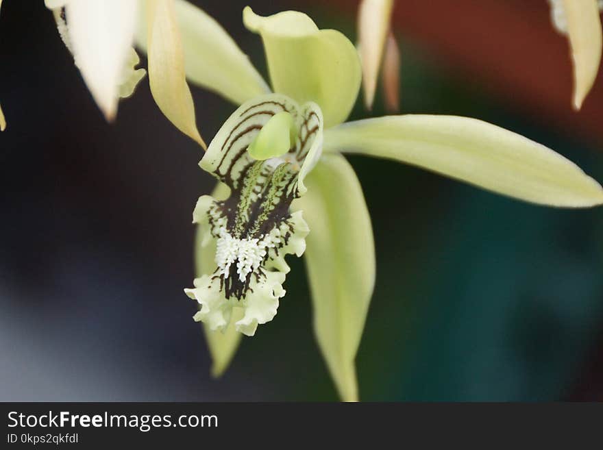 Flower, Flora, Plant, Flowering Plant