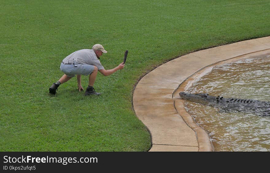 Grass, Vertebrate, Water, Lawn