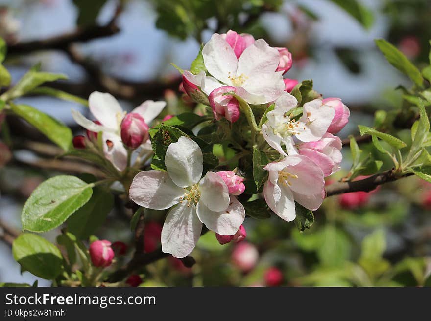 Blossom, Branch, Plant, Flowering Plant