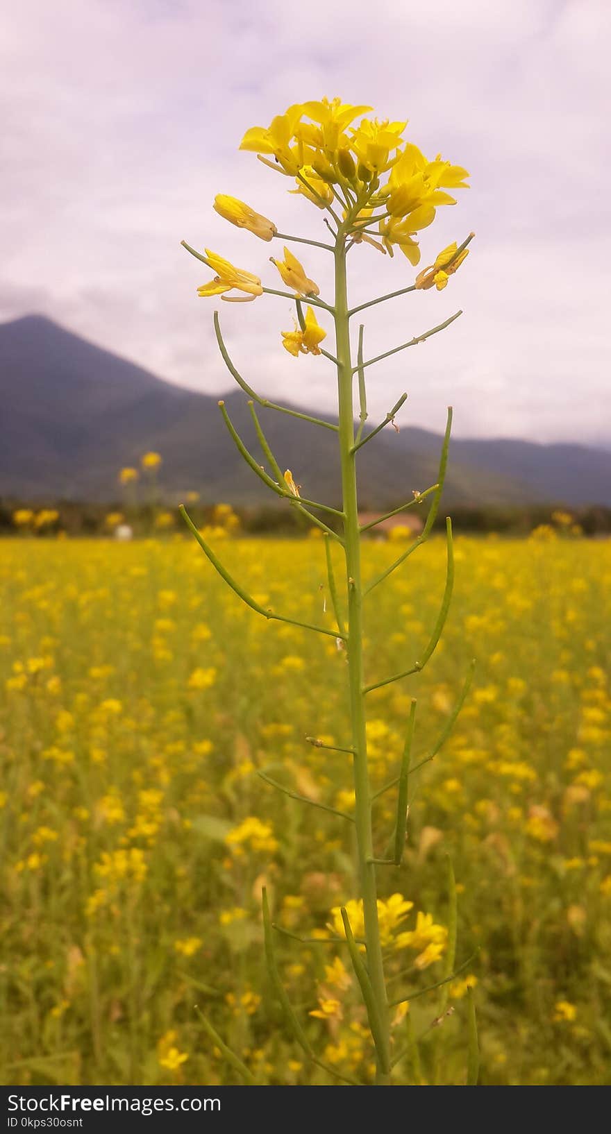 Rapeseed, Canola, Yellow, Mustard Plant