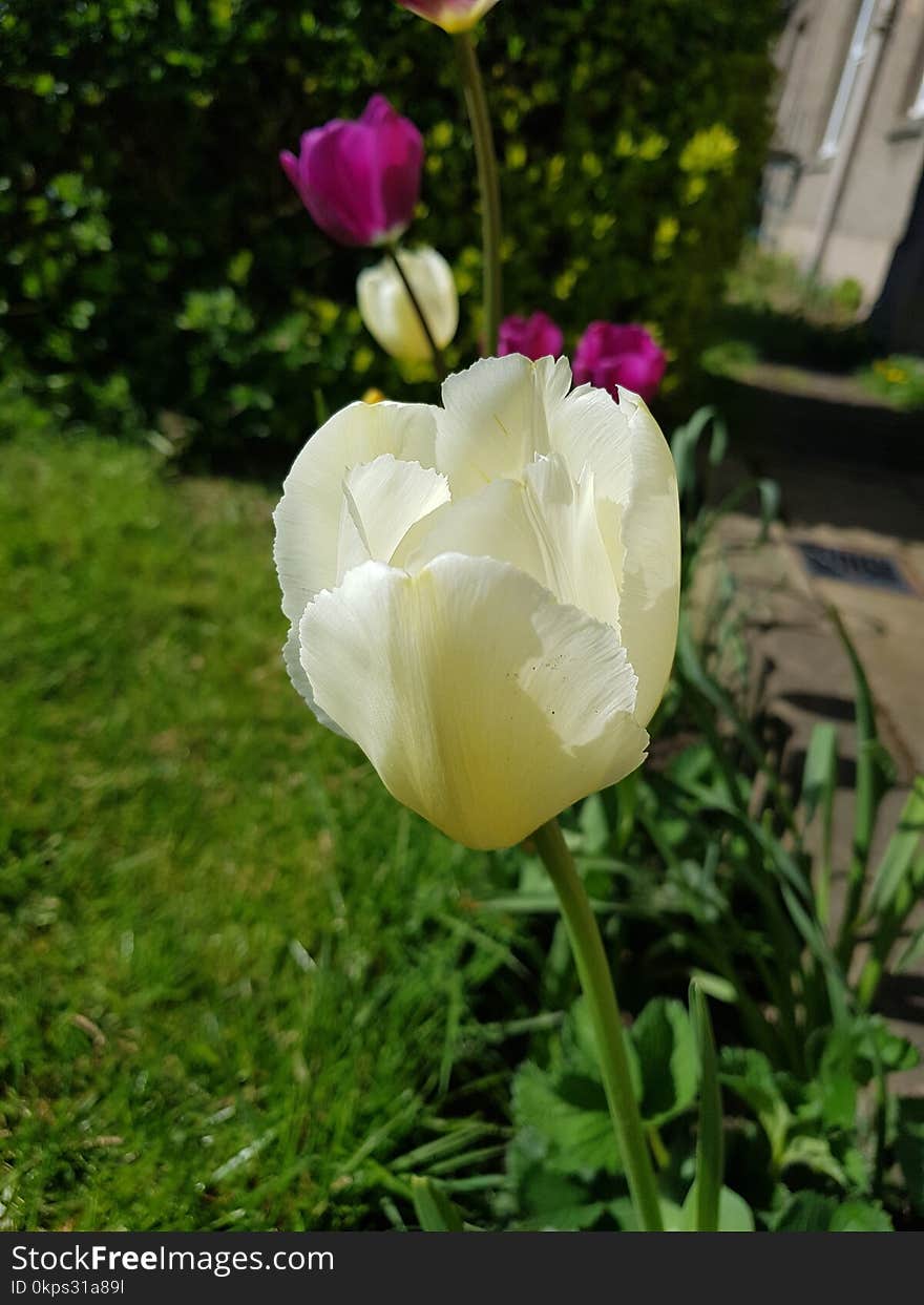 Flower, Plant, Flowering Plant, Tulip