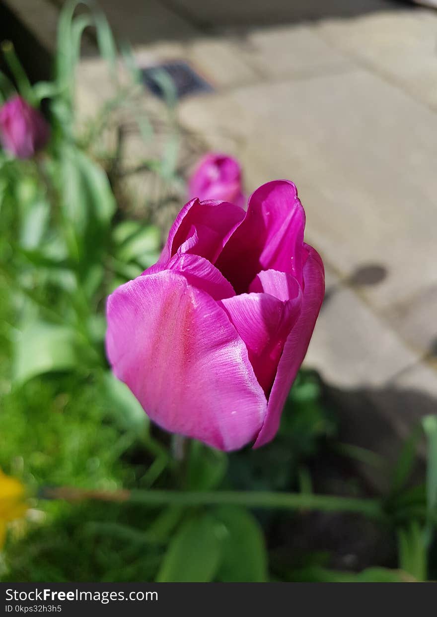 Flower, Plant, Pink, Flowering Plant